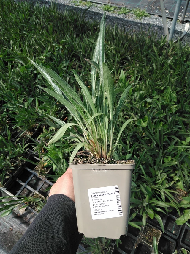 Echinacea pallida - 13. 5. 2025