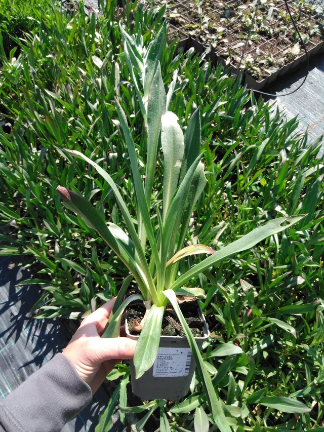 Helenium hoopesii - 13. 5. 2025