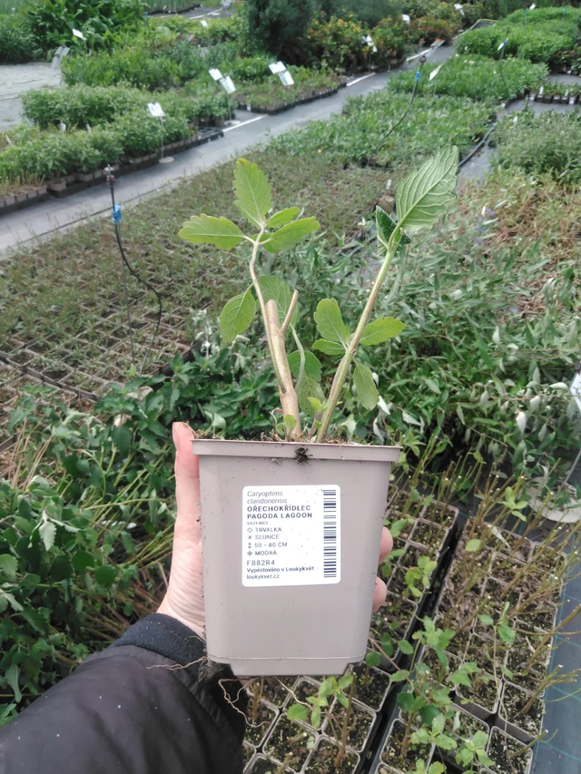 Caryopteris Pagoda Lagoon - 2024