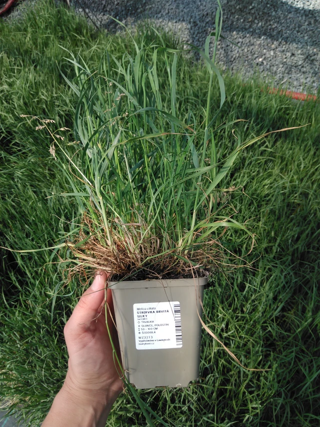 Hiuskolpakko Silky - 13. 5. 2025