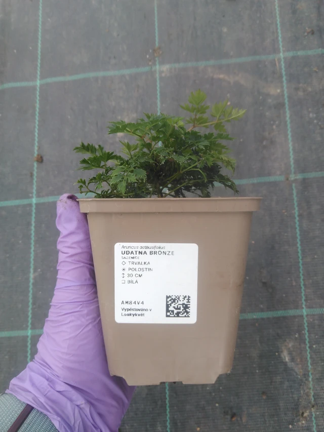 Udatna Bronze - 10. 7. 2025