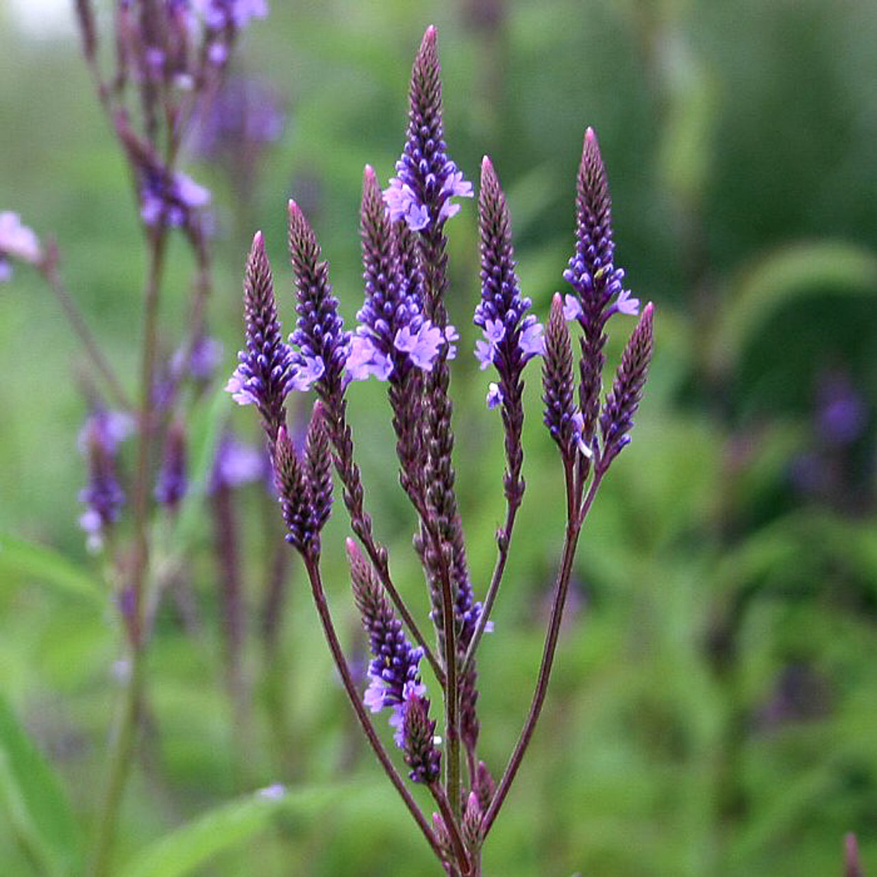 Verbena hastata Blue Spires, Loukykvět