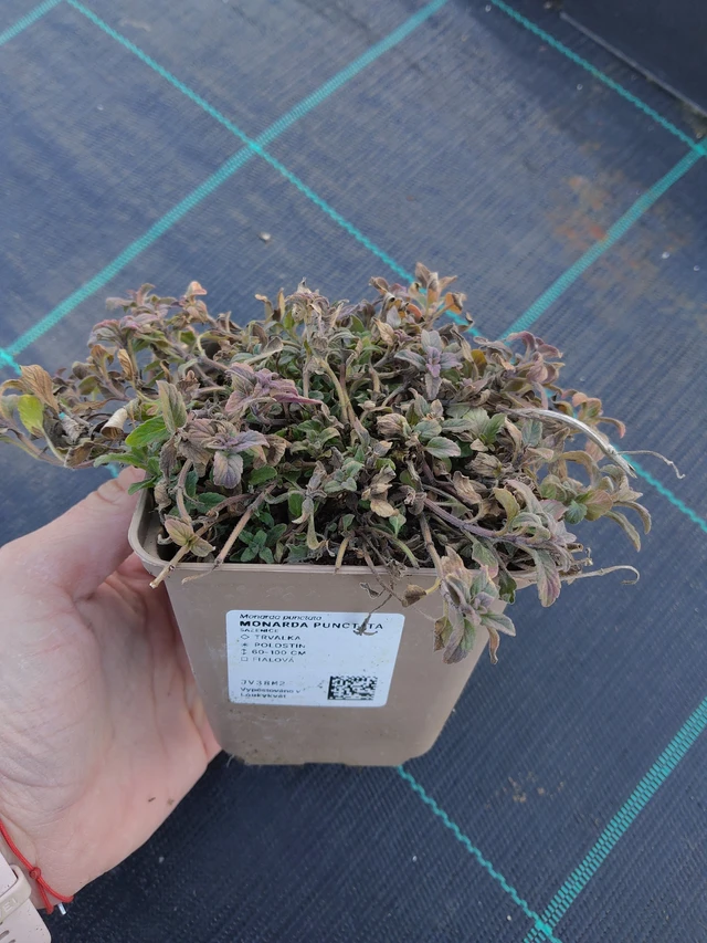 Monarda punctata - 27. 3. 2026