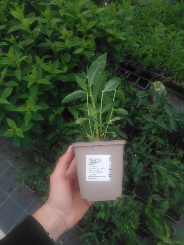 Flox Franz Schubert - 2024