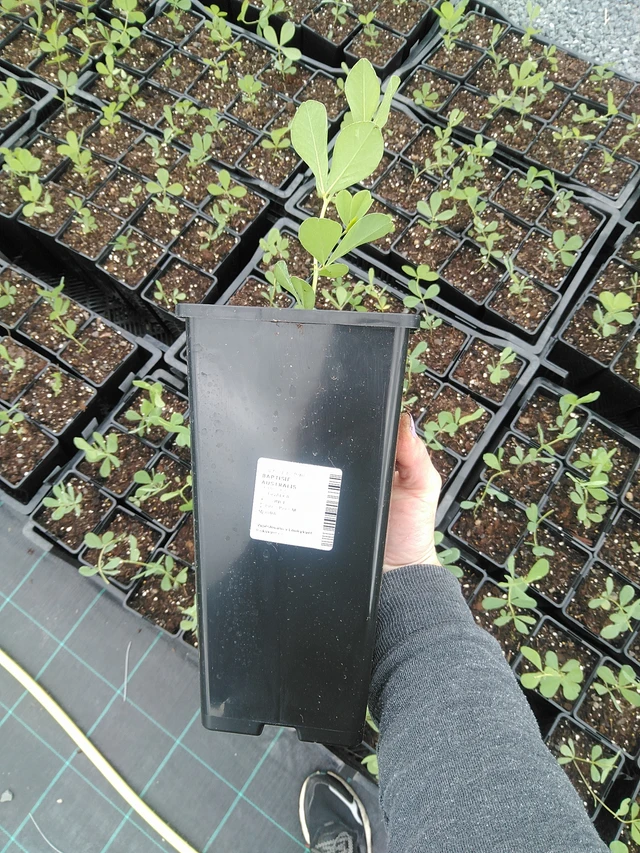 Baptisia australis - 9. 6. 2025