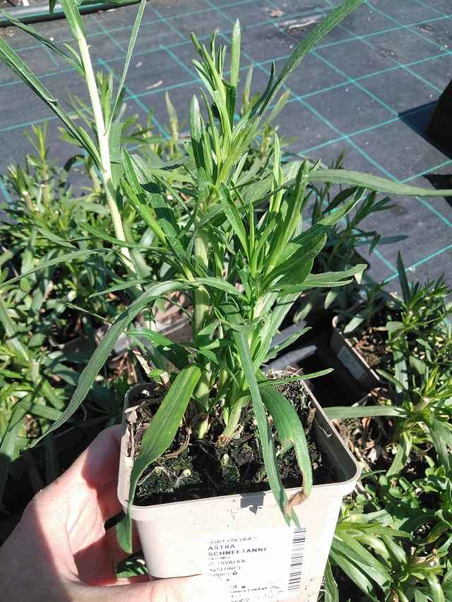 Aster Schneetanne - 13. 5. 2025