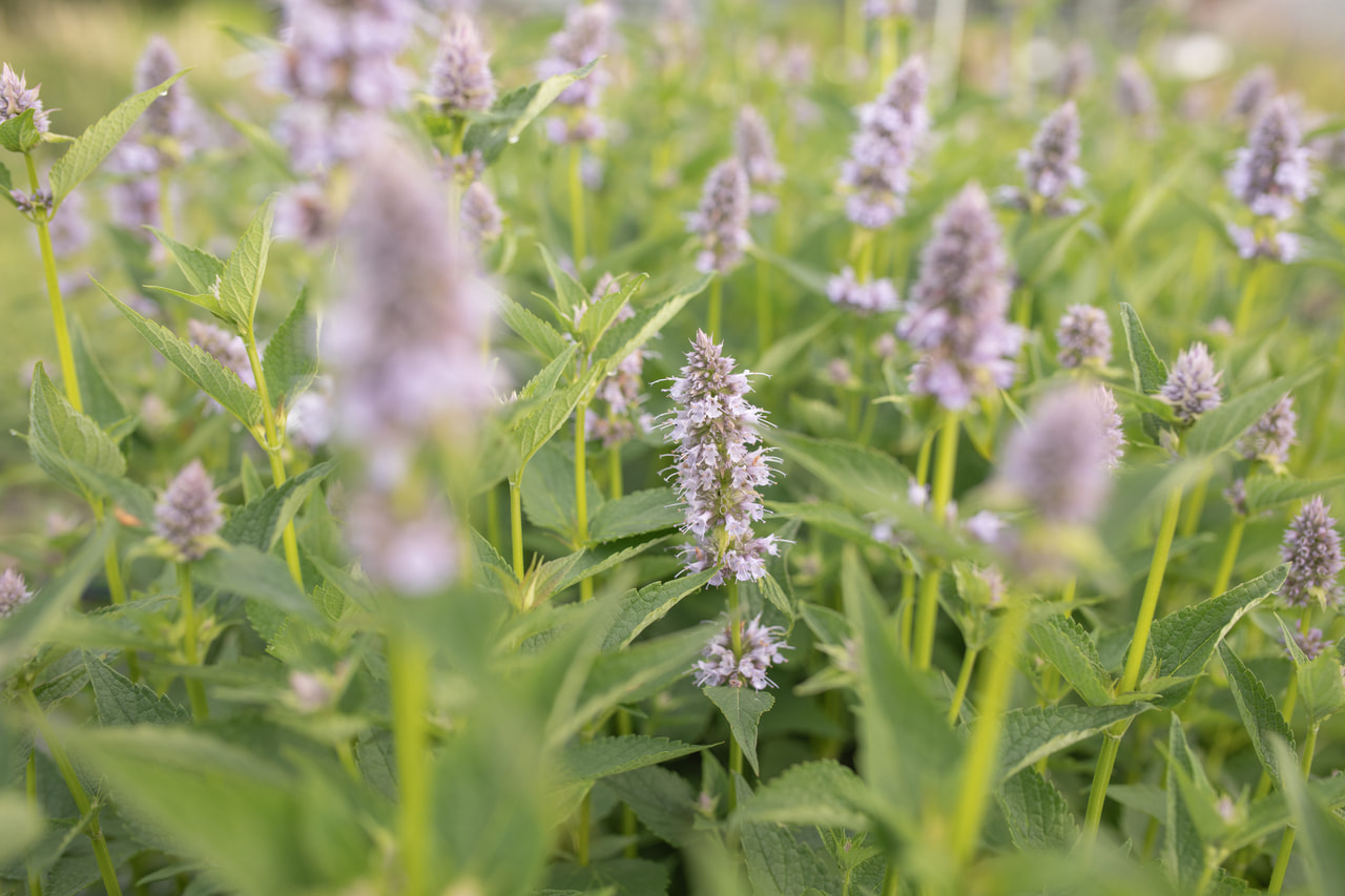 Agastache Blue Fortune, Loukykvět