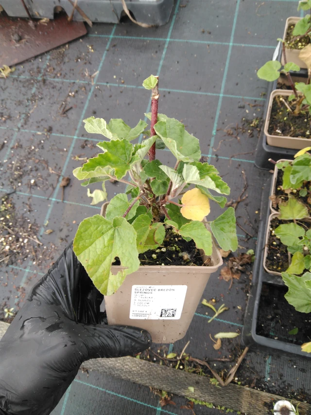 Malvikki Bredon Springs - 23. 10. 2025