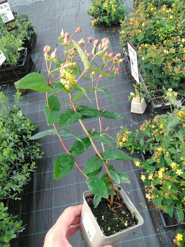 Hipérico Globo Ruby - 28. 7. 2025