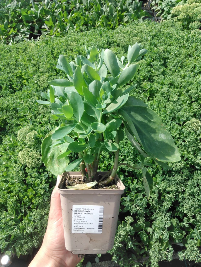 Rozchodník Herbstfreude - 2024