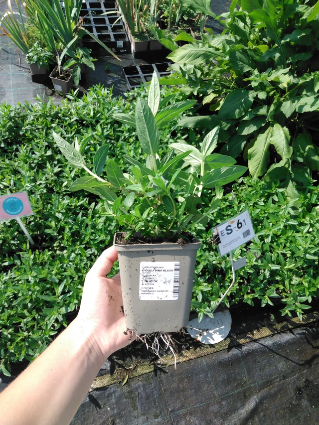 Rantakukka Pink Blush - 2024