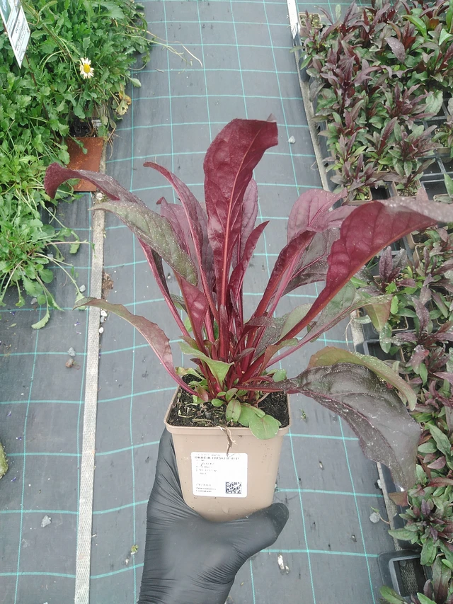 Penstemon Husker Red - 4. 8. 2025