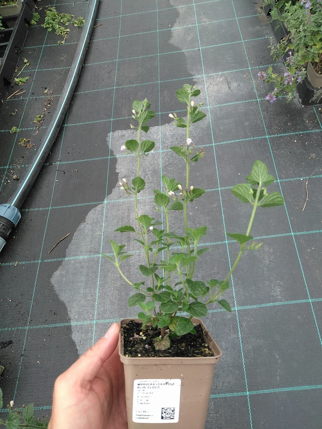 Calamint Blue Cloud - 21. 7. 2025