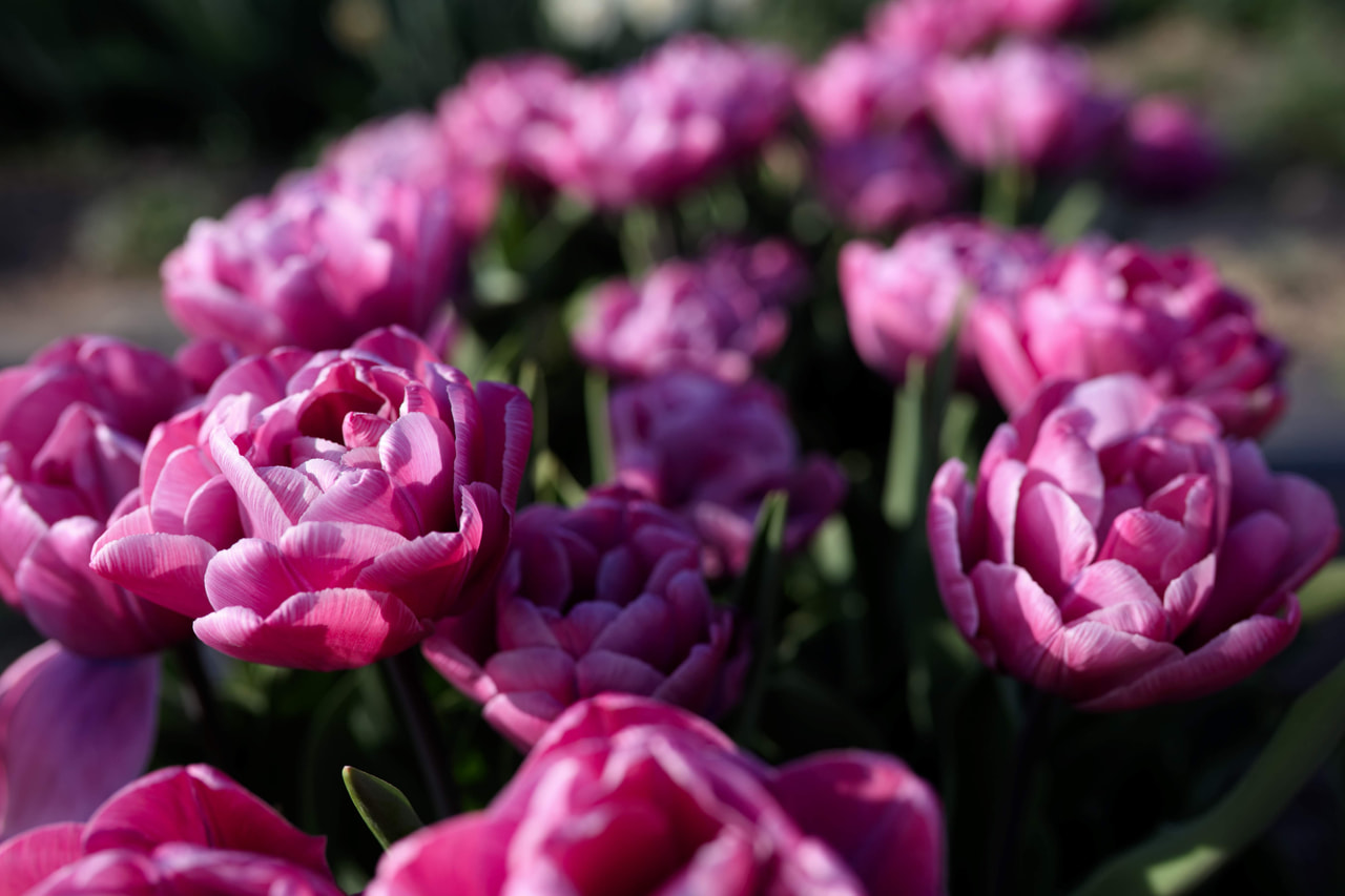 Tulipán Rosy Diamond, Loukykvět