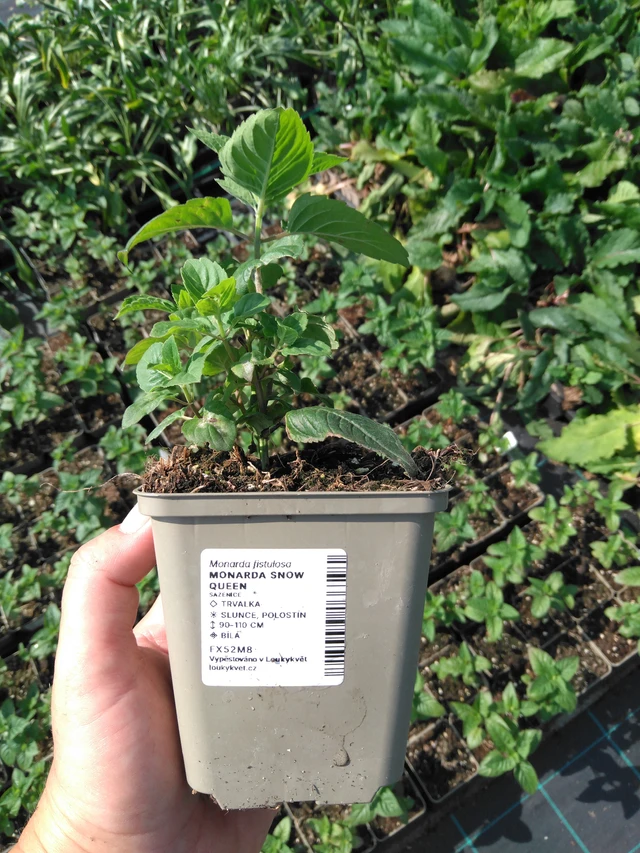 Monarda Snow Queen - 2024