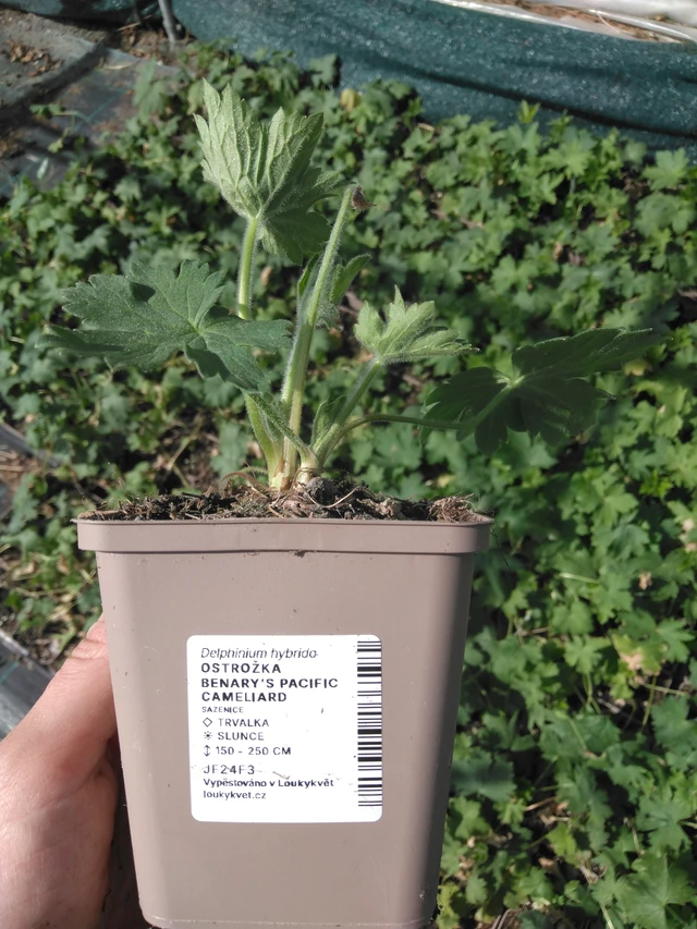 Espuela de caballero Benary’s Pacific Cameliard - 2024