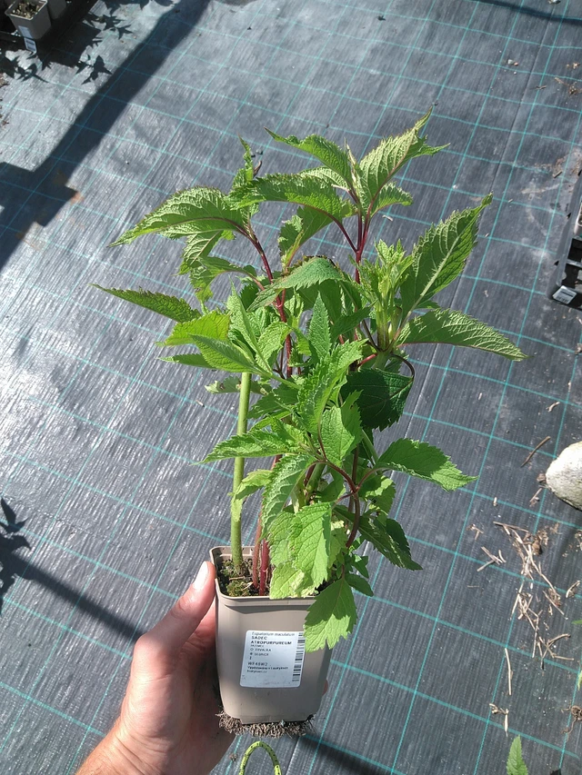 Maitohorsma Atropurpureum - 27. 6. 2025