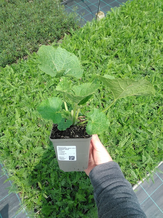 Topolovka Spotlight Radiant Rose - 9. 6. 2025