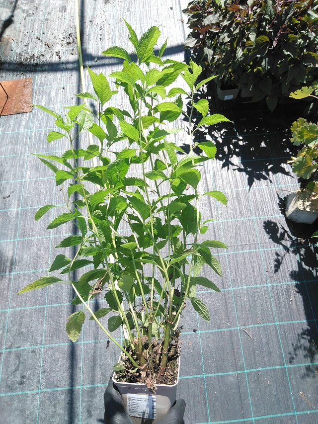 Punavirma Baby Joe - 19. 8. 2025