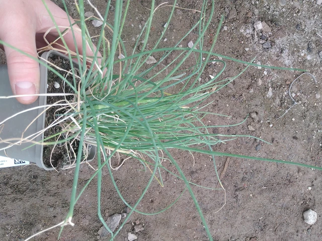 Cebollino costero - 17. 7. 2025