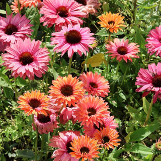 Echinacea SunSeekers Rainbow, Loukykvět
