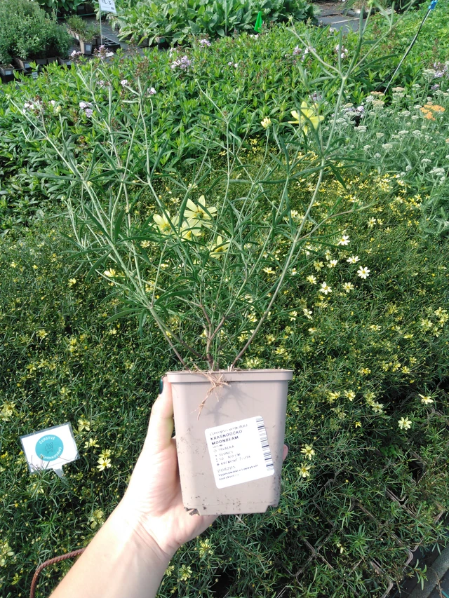 Krásnoočko Moonbeam - 2024