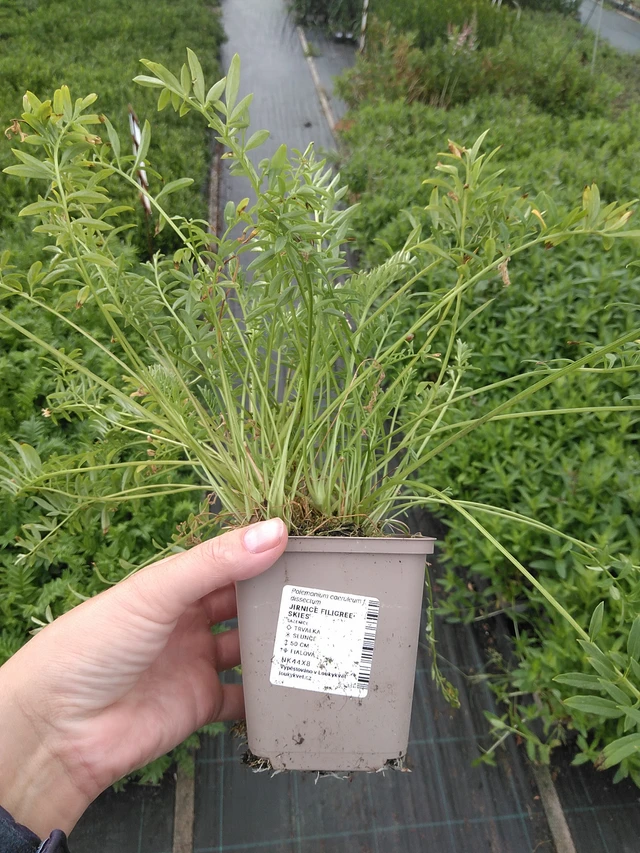 Astrantia Filigree Skies - 11. 7. 2025