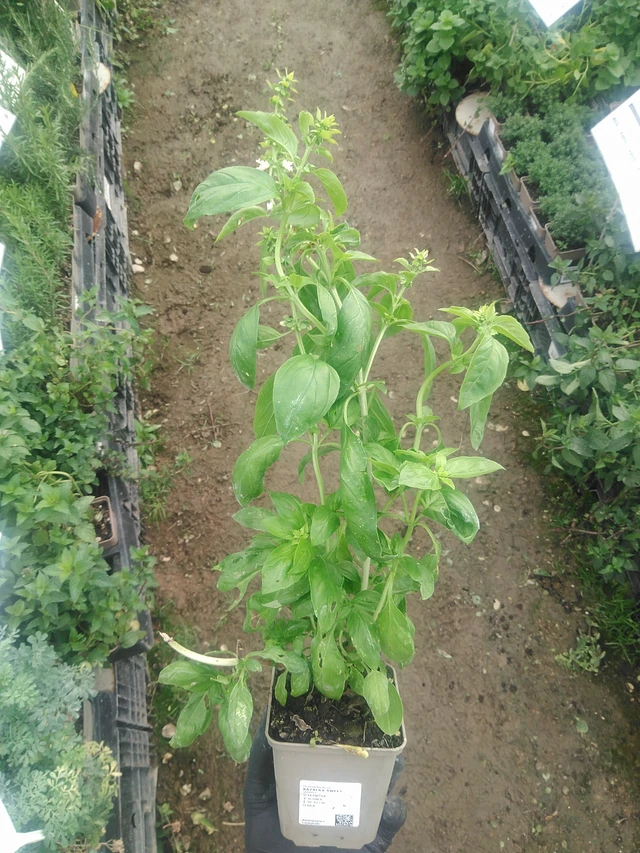 Bazalka Sweet - 10. 9. 2025