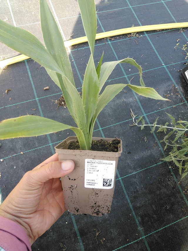 Cardo corredor yuccifolium - 11. 9. 2025