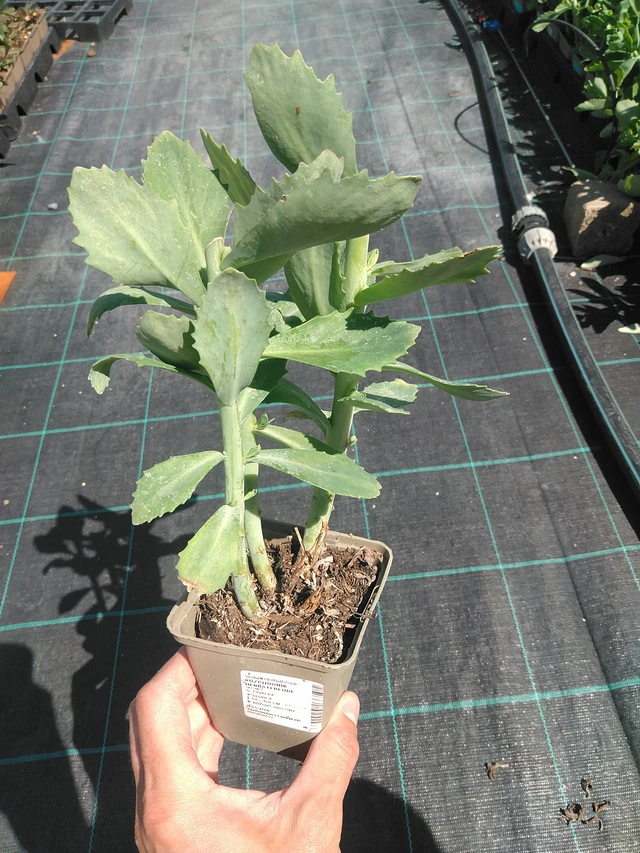 Rozchodník Herbstfreude - 24. 6. 2025