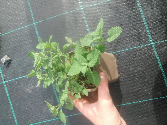 Šanta Superba - 17. 7. 2025