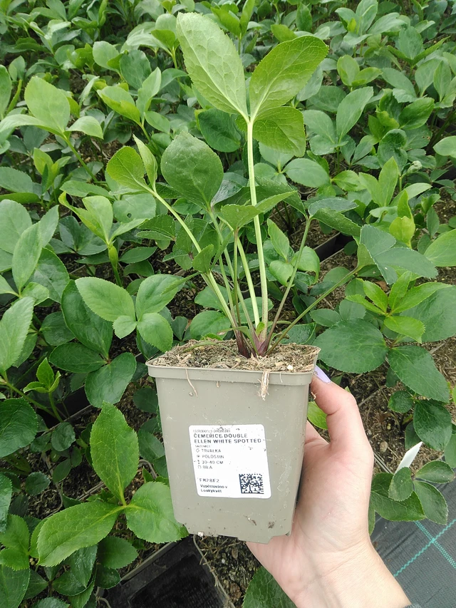 Hellebore Double Ellen White Spotted - 9. 6. 2025