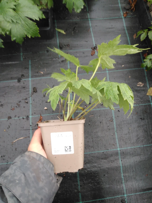 Delphinium Highlander Cha Cha - 10. 9. 2025