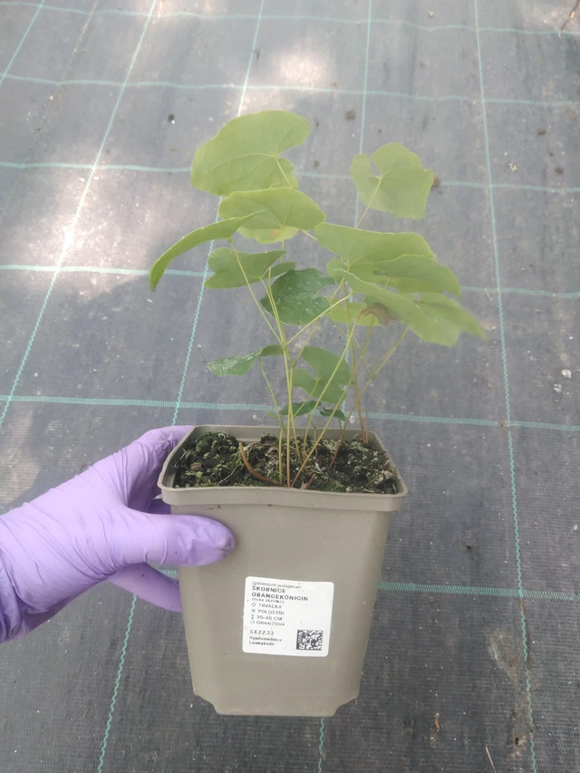 Epimedio Orangekönigin - 10. 7. 2025