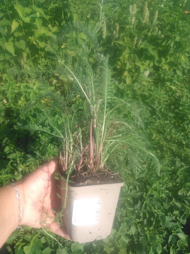 Řebříček Summer Pastels - 2024