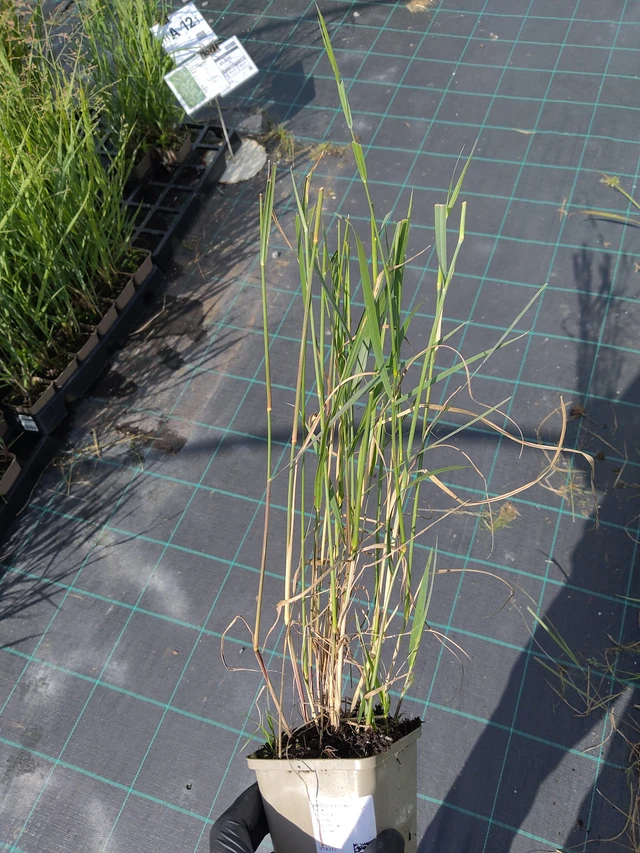 Proso prutnaté - 11. 9. 2025