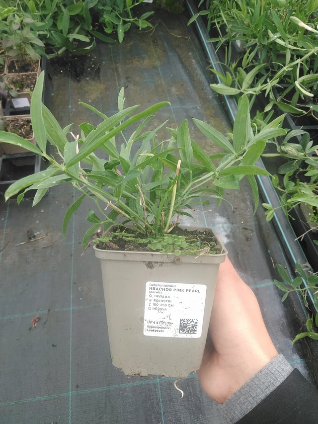 Hajuherne Pink Pearl - 10. 10. 2025