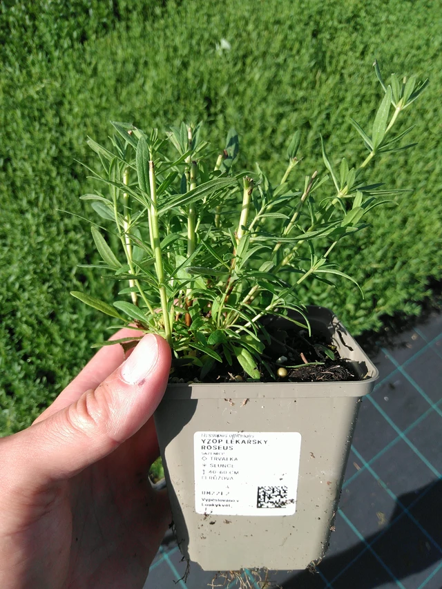 Hisopo officinal Roseus - 24. 6. 2025