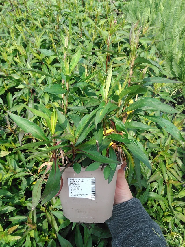 Astra White Ladies - 9. 6. 2025