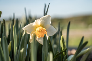 Narcis Chromacolor, Loukykvět
