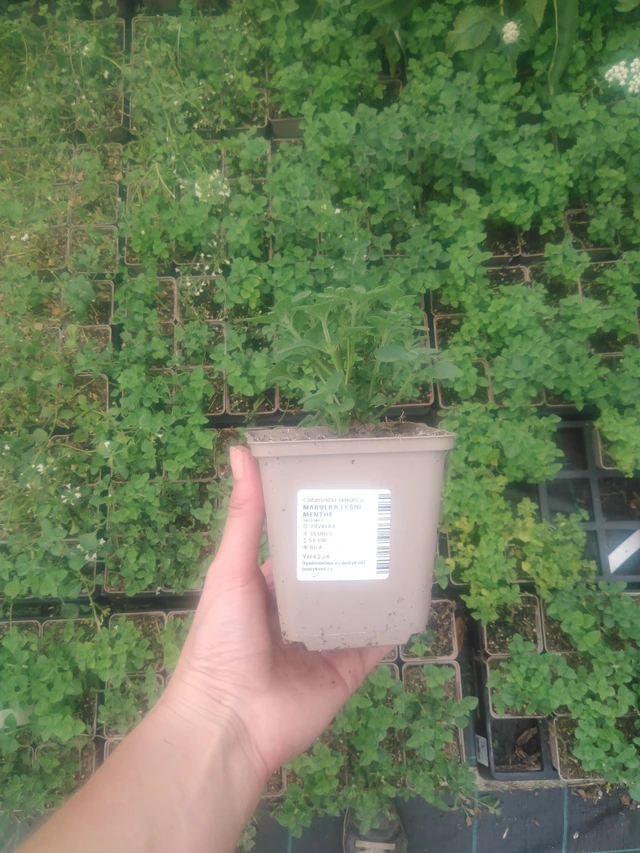 Myskimalva Menthe - 2024