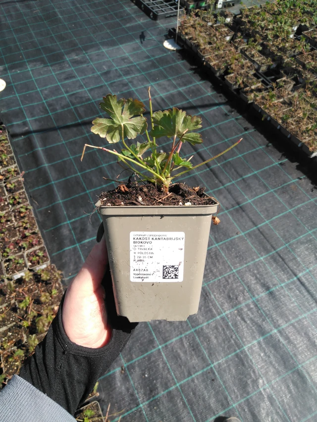 Kurjenpolvi Biokovo - 13. 5. 2025