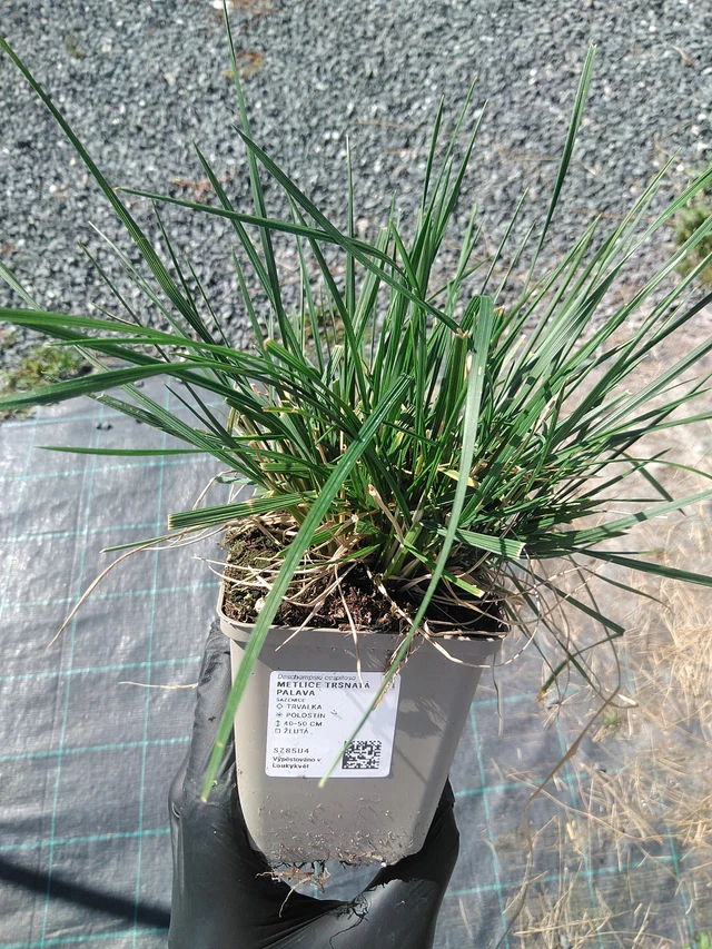 Metlice trsnatá Palava - 19. 8. 2025