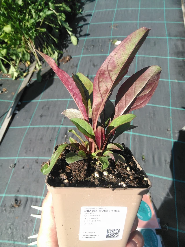 Penstemon Husker Red - 30. 6. 2025