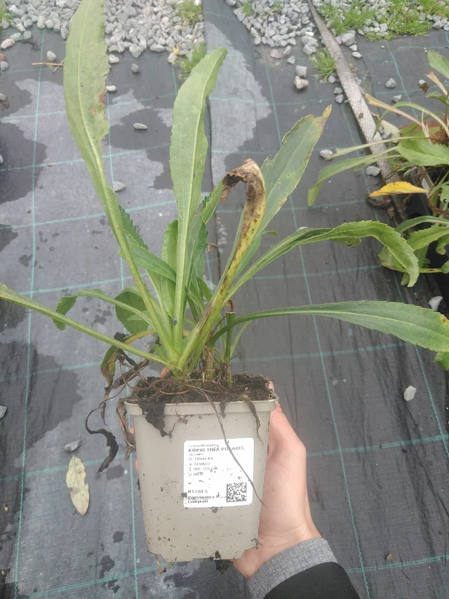 Kopretina Polaris - 10. 10. 2025