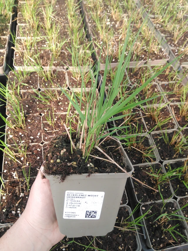 Nurmilauha Heidebraut - 3. 4. 2025