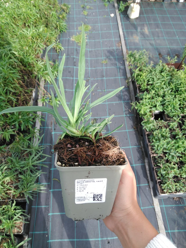 Gypsophila Bristol Fairy - 11. 9. 2025