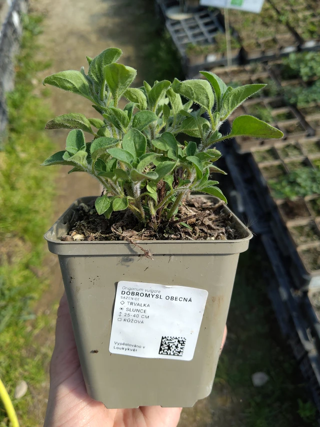 Origan - 27. 3. 2026