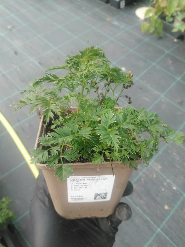 Udatna Porzellan - 10. 9. 2025