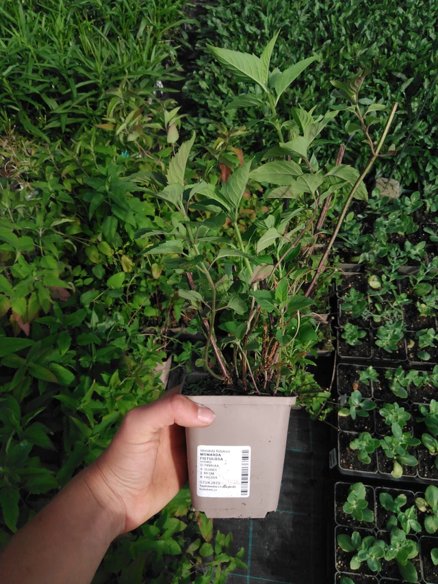 Monarda fistulosa - 2024